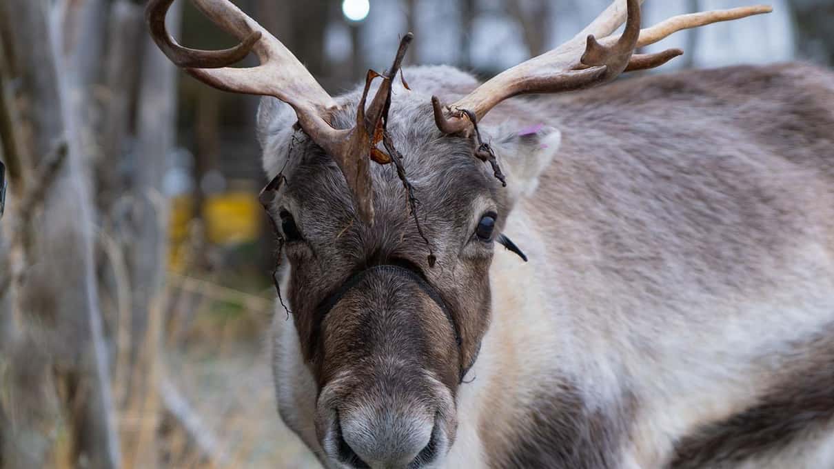 Close view of a reindeer's face and antlers at a Sámi reindeer camp near Jukkasjärvi