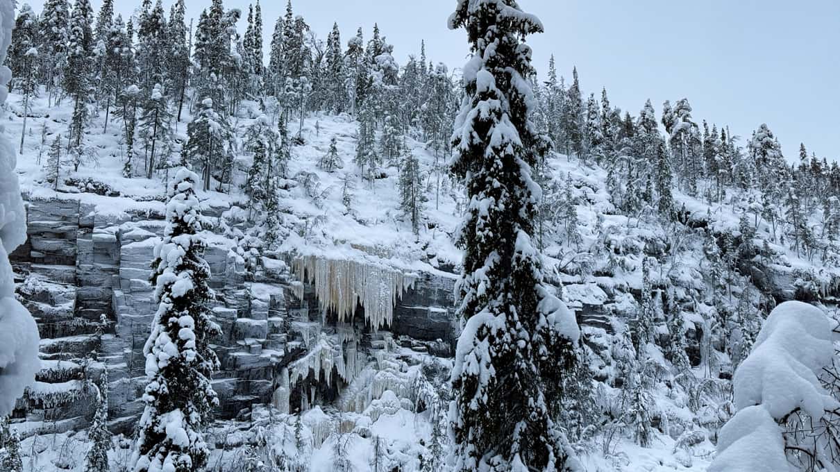 A snowy Korouoma canyon wall with tall spruce trees under a clear blue sky