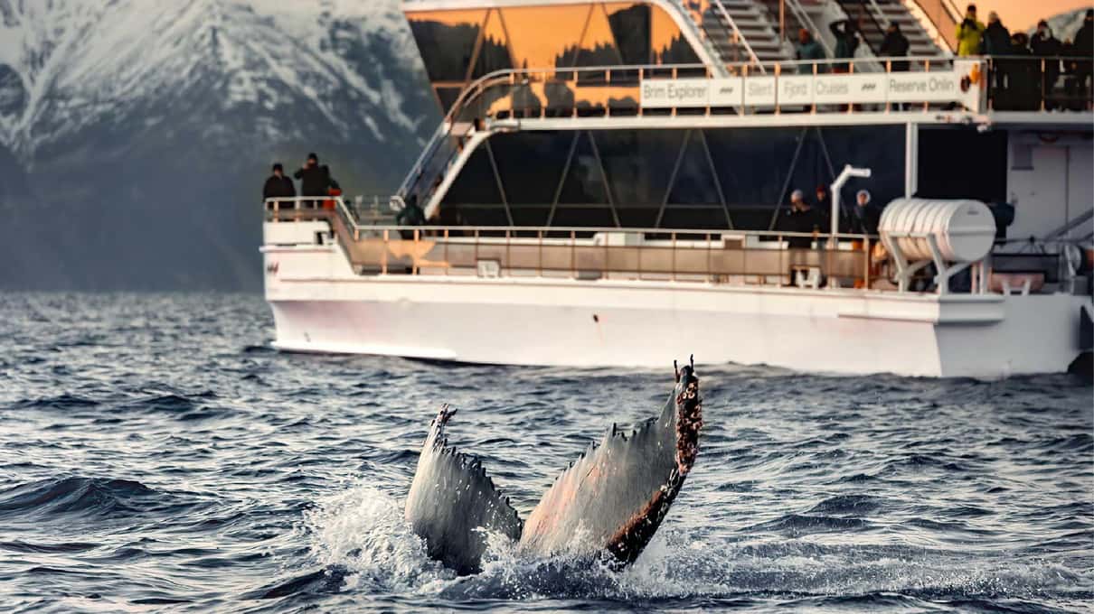Brim Explorer's white hybrid-electric boat with passengers on deck as a humpback whale lifts its flippers beside it