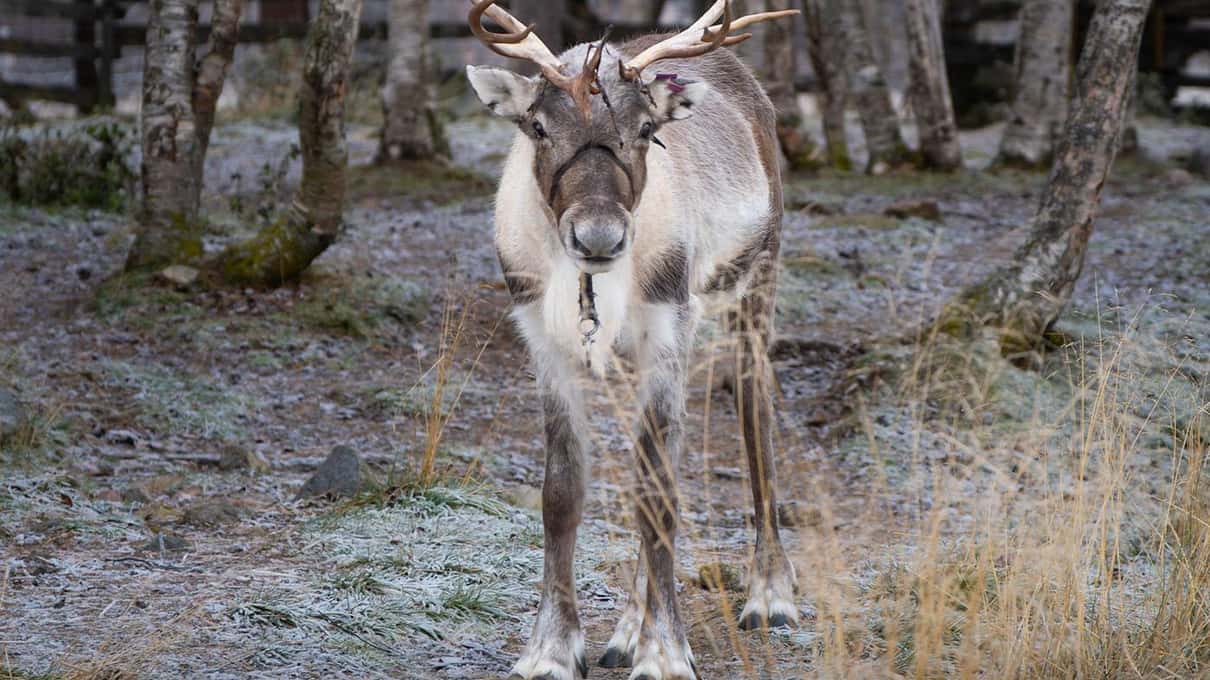 A reindeer with tall antlers standing among birch trees in early snow