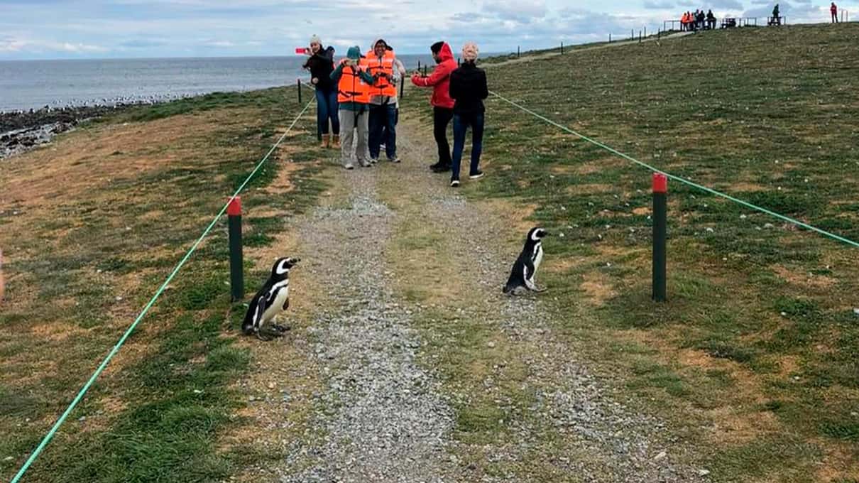 Visitors walking the fenced trail on Magdalena Island with Magellanic penguins standing beside it