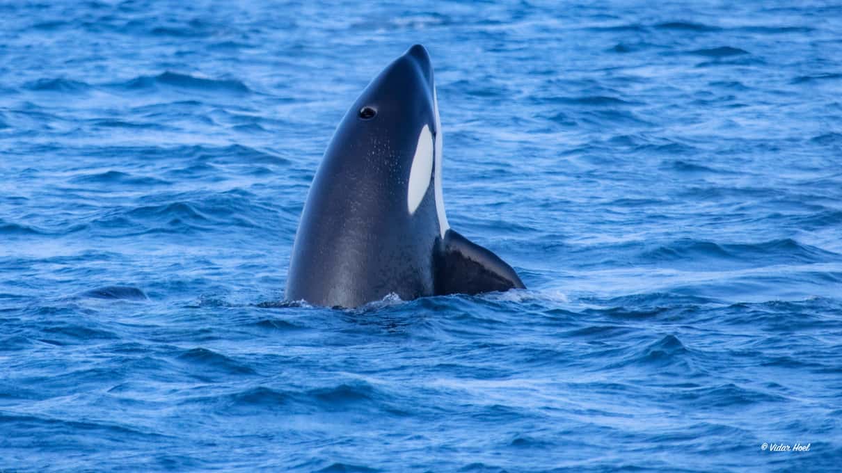 An orca raising its black and white head straight out of a bright blue sea