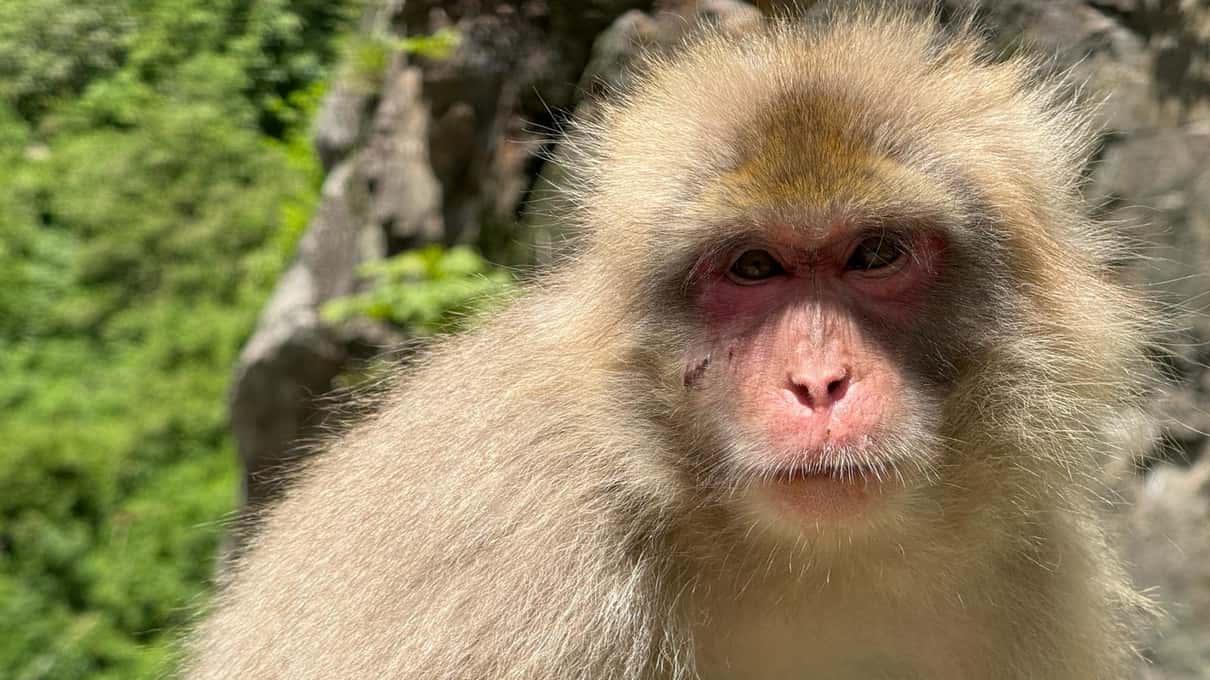 A pale-furred Japanese macaque facing the camera in front of a wall of green summer leaves