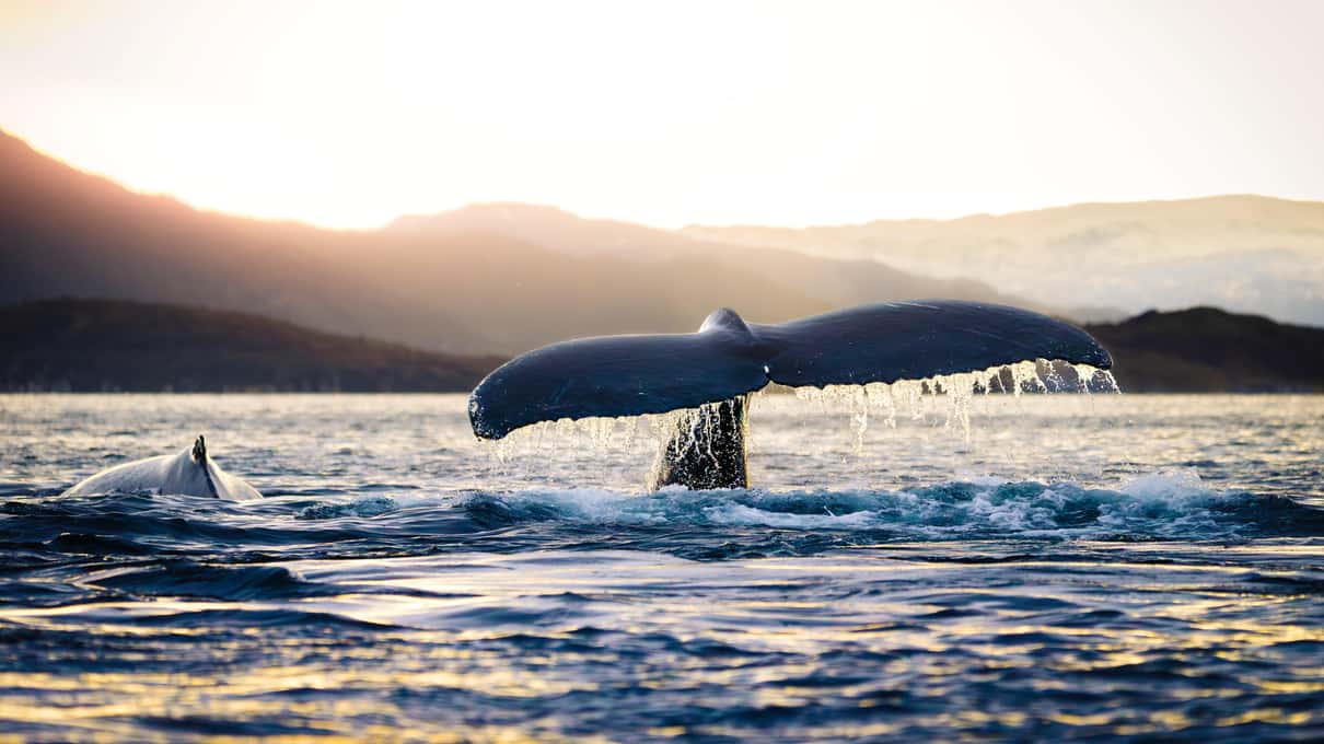 A humpback whale lifting its tail fluke at sunset while an orca surfaces nearby in a calm fjord