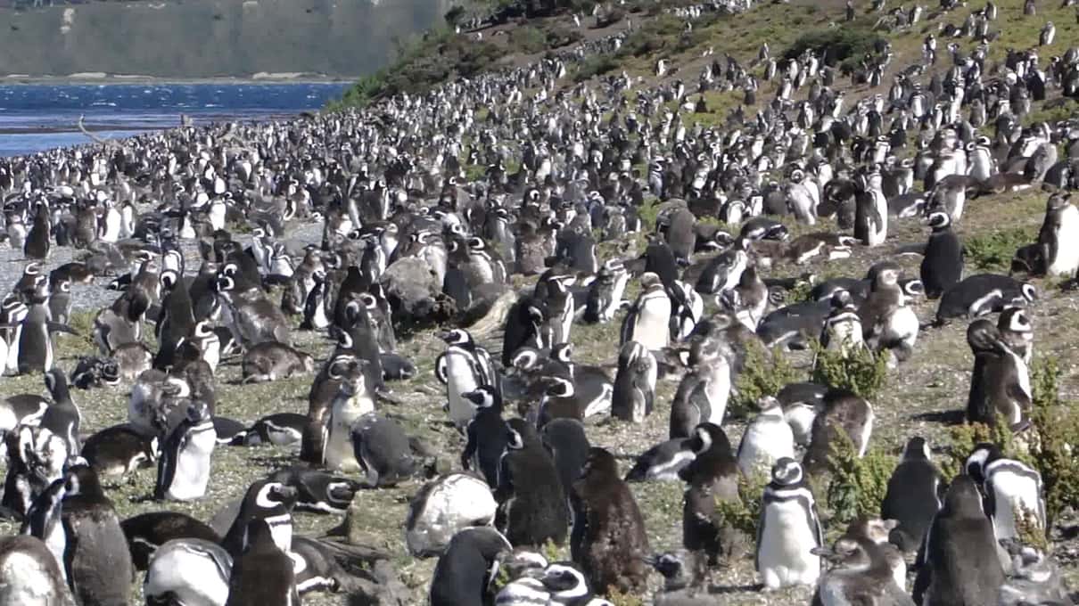 A dense colony of Magellanic penguins packed on a grassy slope beside the water on Martillo Island