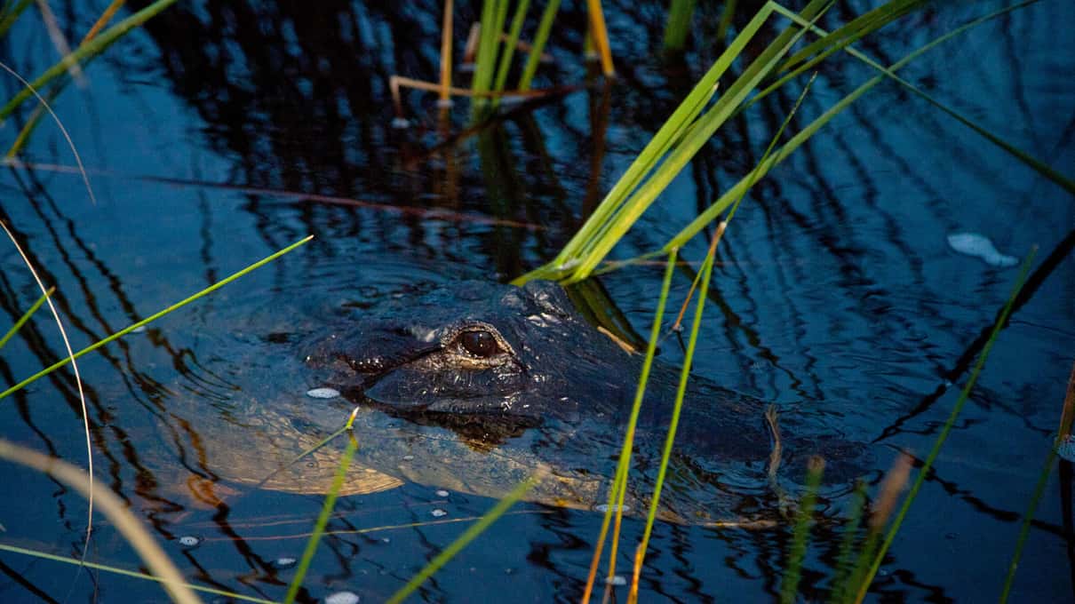 An alligator's head in dark water among reeds, lit by the spotlight on Sawgrass Recreation Park's night airboat ride