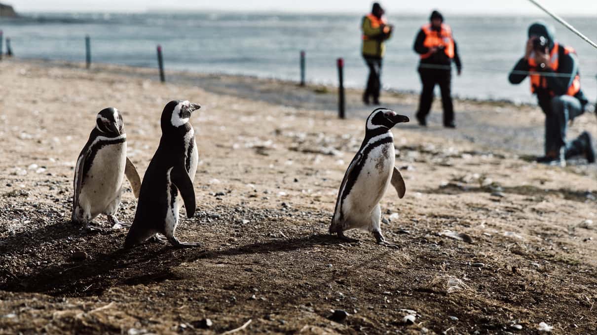 Magellanic penguins on the beach slope of Magdalena Island with visitors on the trail behind them