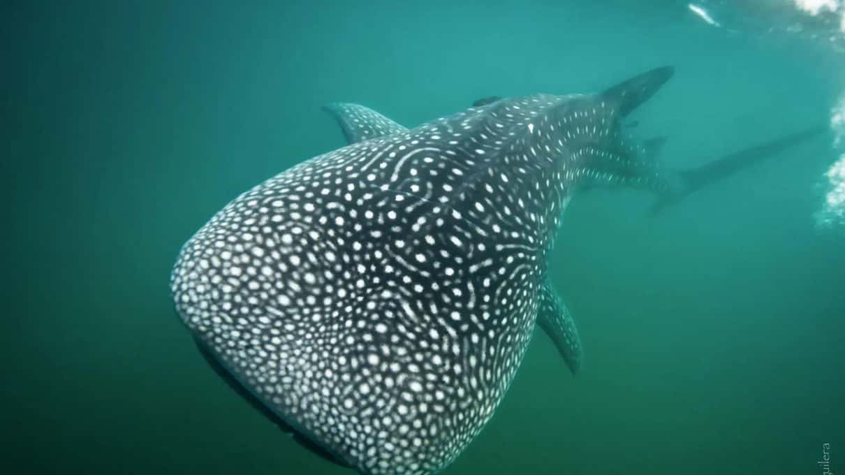 A spotted whale shark seen from above as it swims through green water in the Bay of La Paz