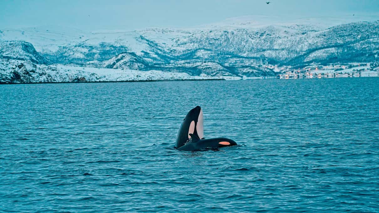 An orca lifting its black and white head out of the dark fjord in front of low snowy hills