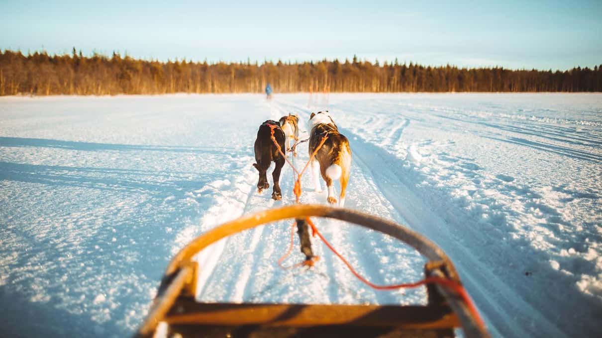 The driver's view over a husky sled handlebar with two huskies running across a frozen lake