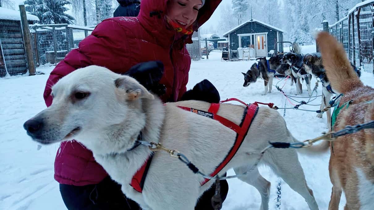 A child in a red snowsuit cuddling a husky at a wilderness farm near Rovaniemi