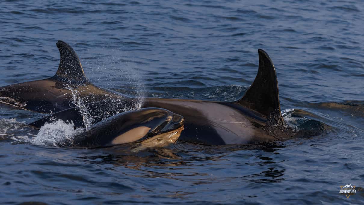 Several orcas surfacing together in a fjord, with one small orca tucked close against a larger whale