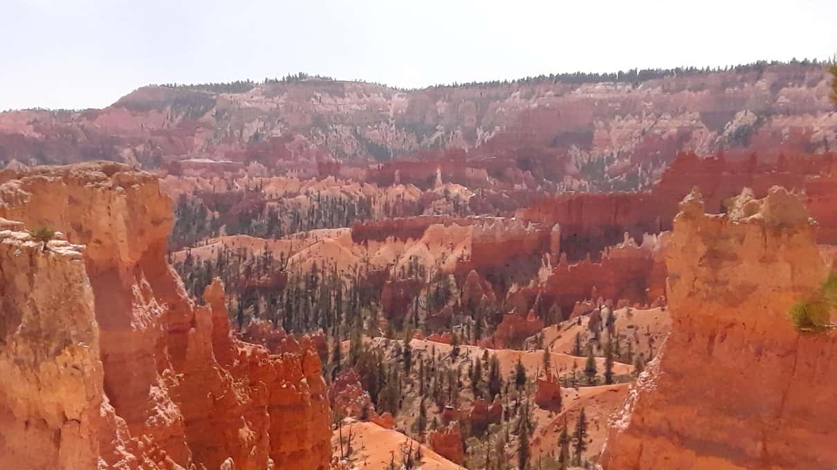 Hoodoos og furukledde skråninger i Bryce-amfiteatret som forsvinner mot et disig platå i horisonten