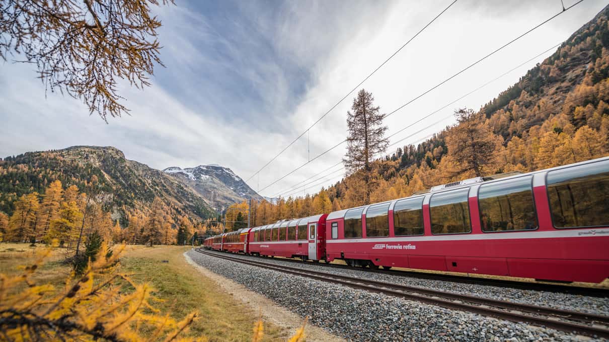 The panoramic carriages of the Bernina Express passing golden larches under a cloudy sky