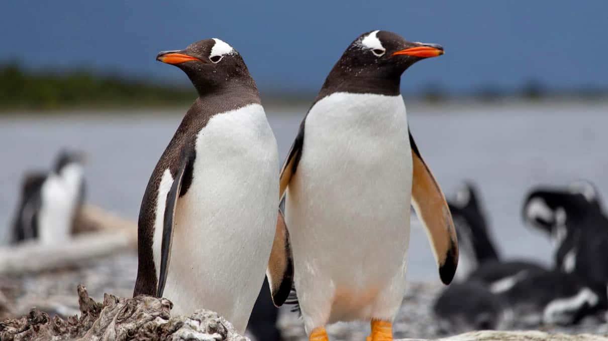 Two gentoo penguins close up showing their orange bills and white patches above the eyes