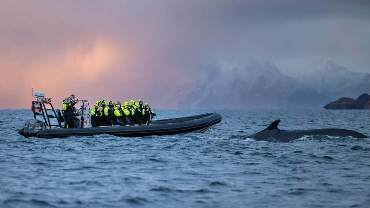 Guests in yellow thermal suits on a dark RIB as a whale's back surfaces beside them under a pink sky