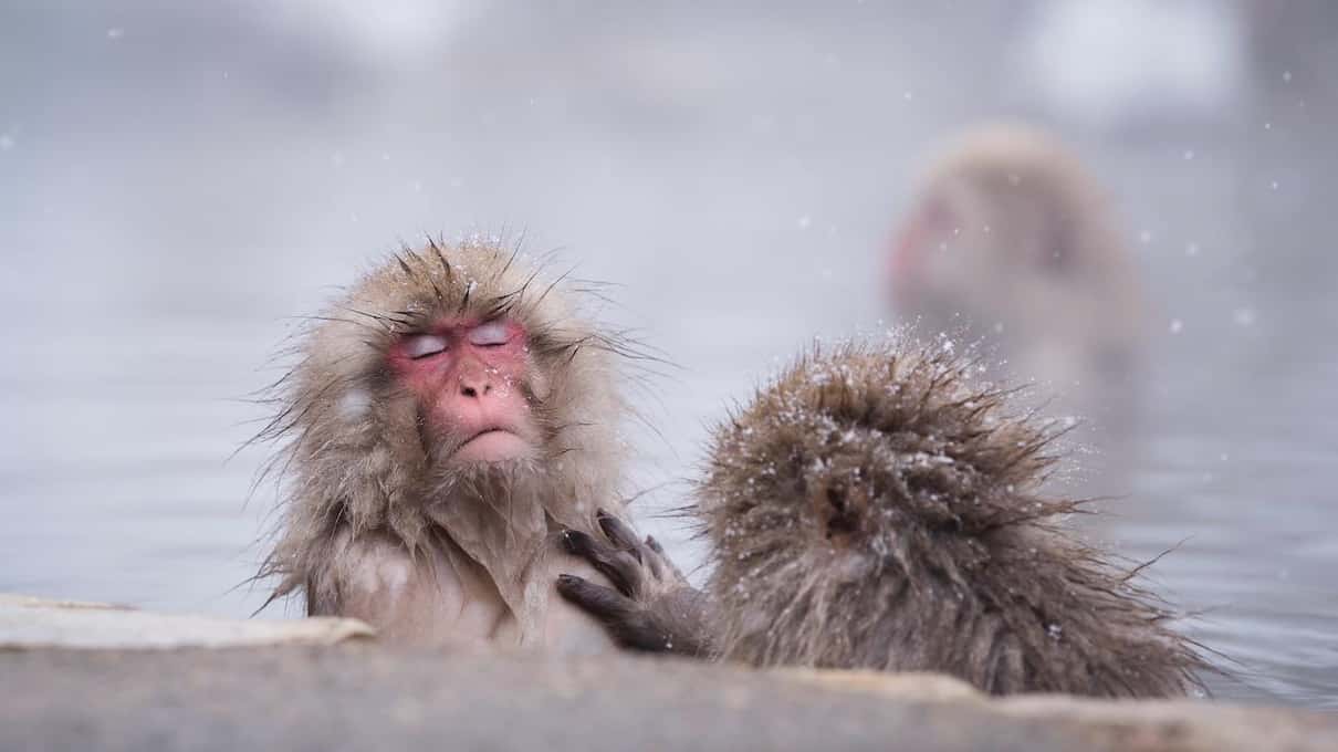 A red-faced macaque with a frosted coat looking up from the misty edge of the hot pool