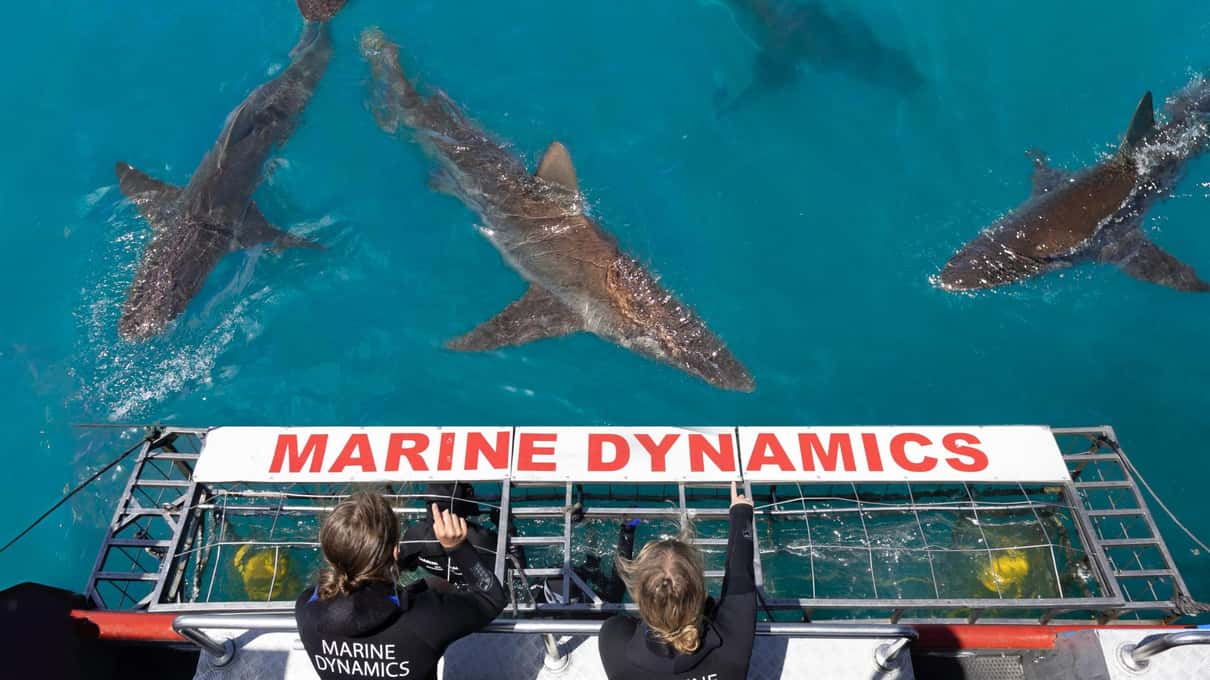 Several sharks circling above a branded surface cage while two crew in wetsuits watch from the boat rail