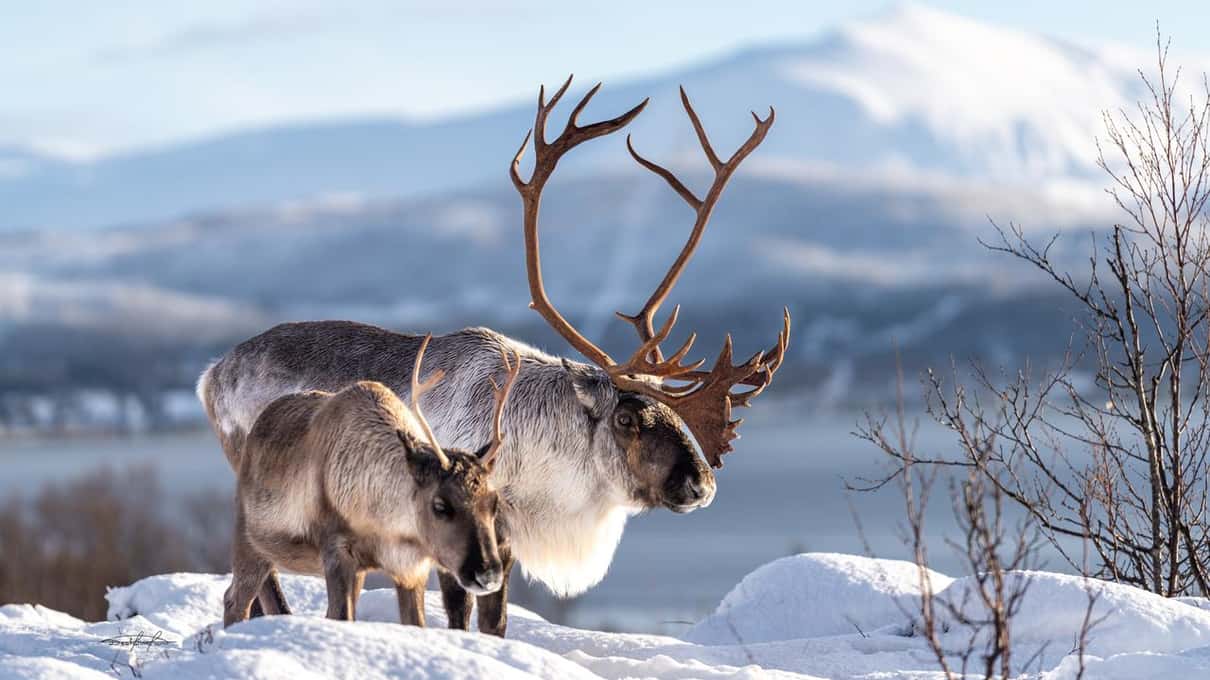 Two reindeer, one with tall branching antlers, on a snowy slope above a fjord and mountains