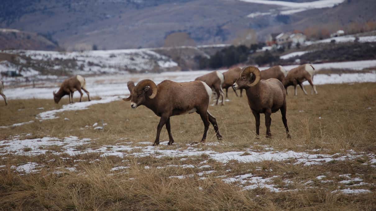 Bighorn sheep grazing on a steep slope of brown grass and patchy snow