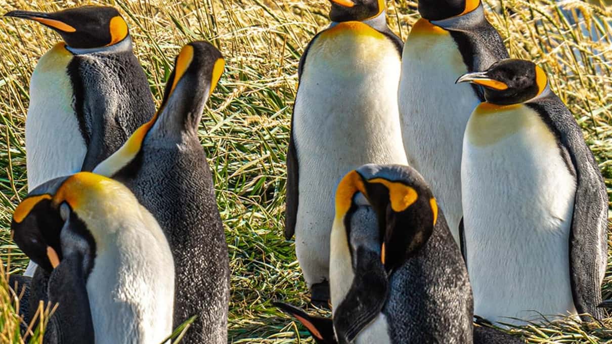 A group of king penguins with orange neck patches standing close together in Tierra del Fuego