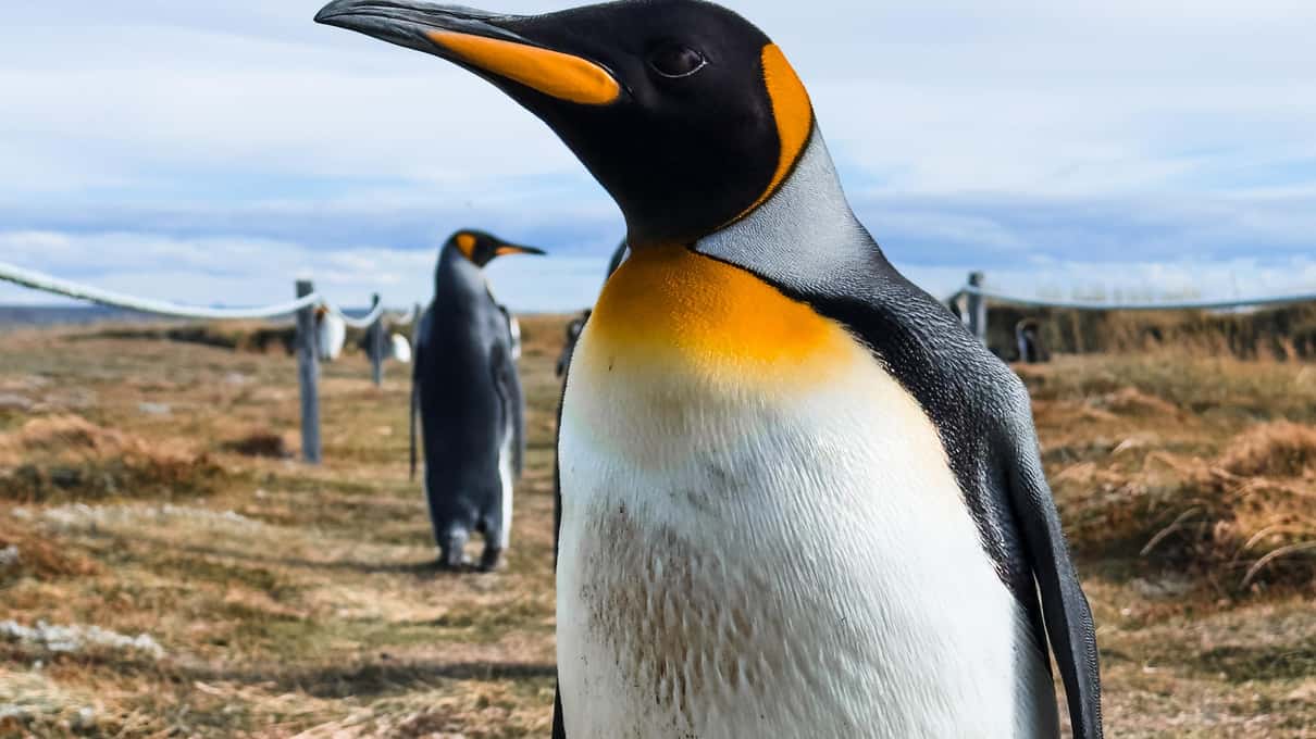 Close view of a king penguin's head with its bright orange beak and neck patch