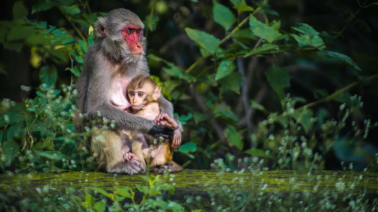 A mother Japanese macaque holding her small baby among green summer leaves near the park