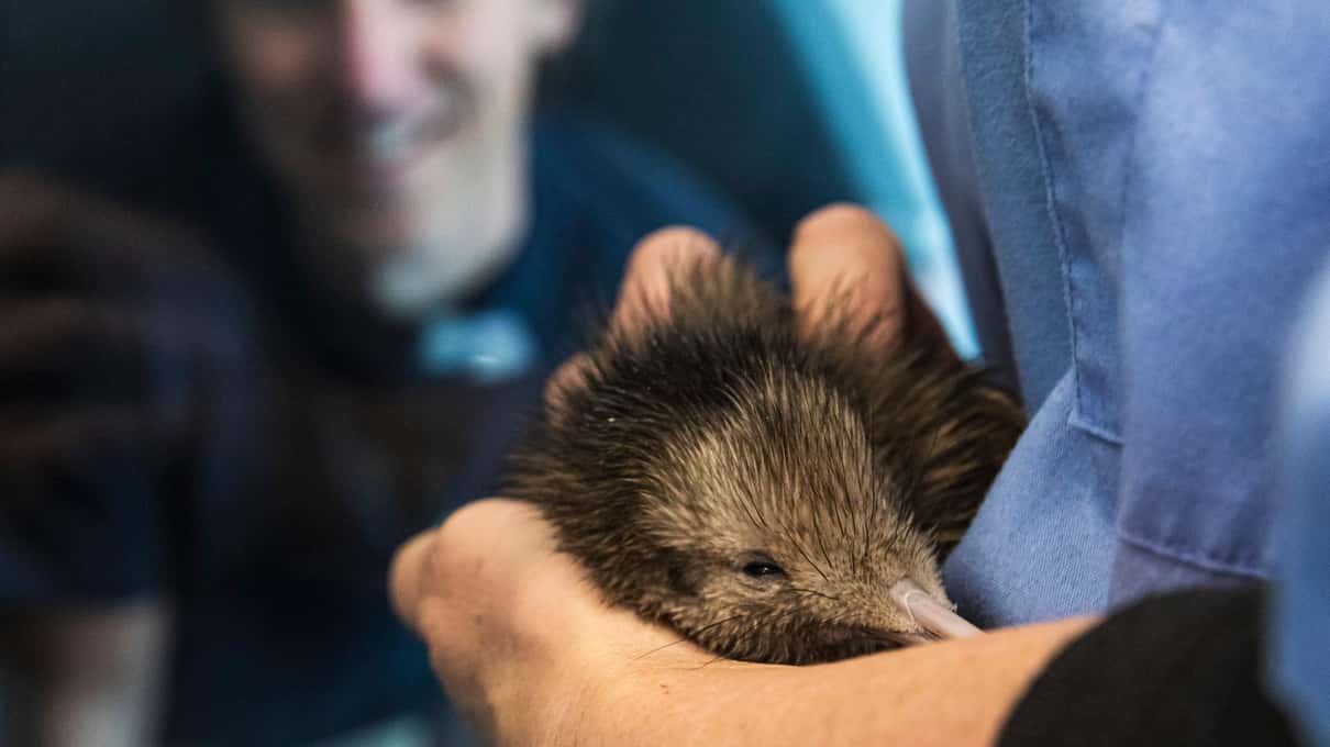 A young kiwi with long beak and brown feathers held gently by a keeper at the hatchery