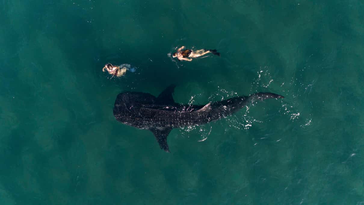 Drone view of two snorkelers keeping their distance above a whale shark in green water