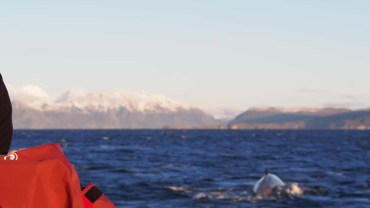 A guest in an orange jacket watching a whale's back break the surface, with snowy mountains far off under a pale sky
