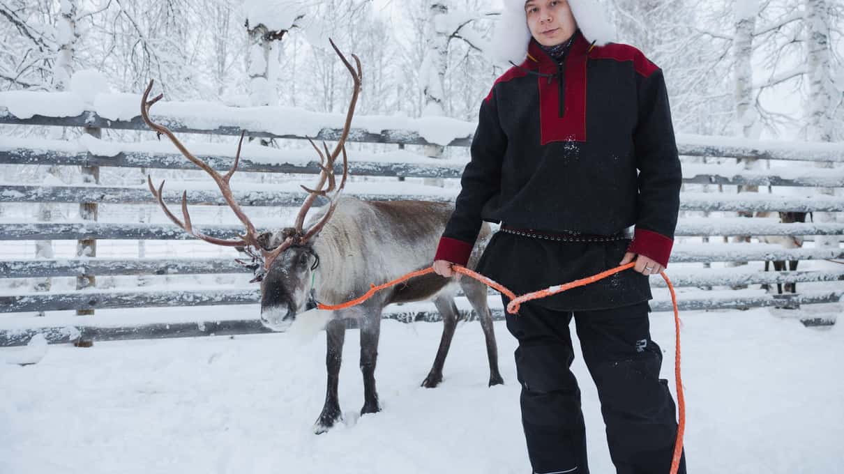 A harnessed reindeer led by a handler past a snowy wooden fence near Rovaniemi