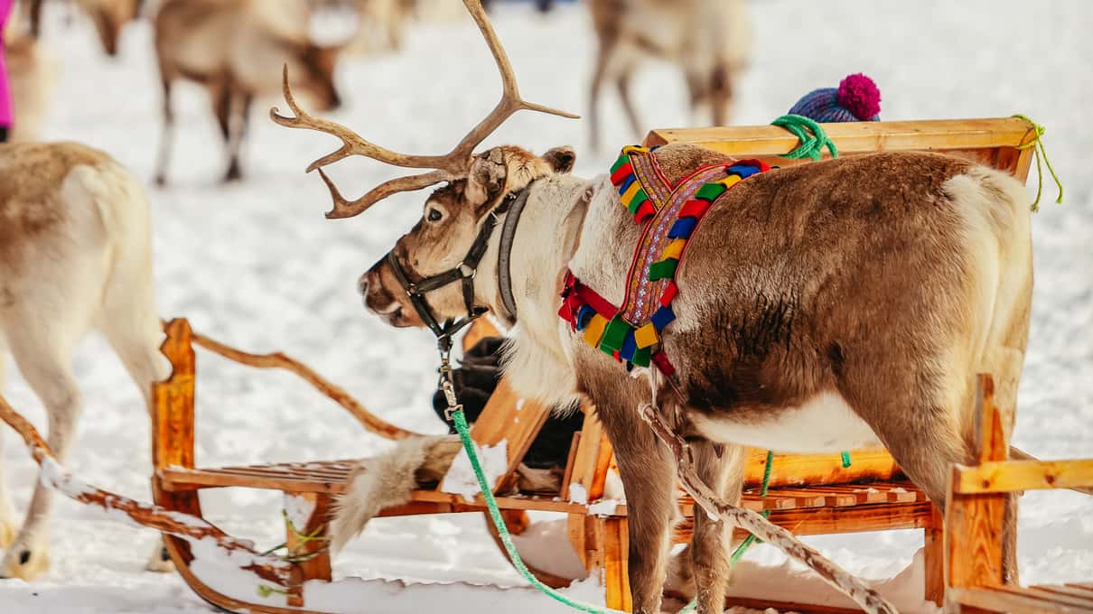 A reindeer in a colorful woven harness standing beside a wooden sled in the snow