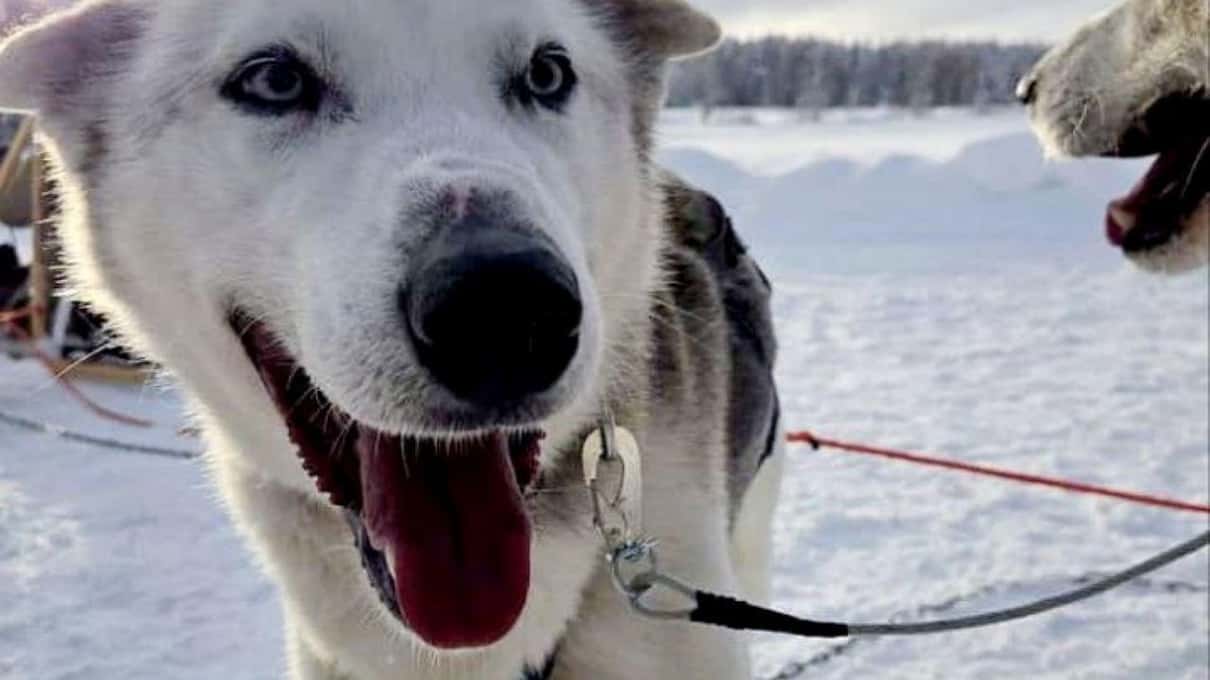 A husky in harness with its mouth open, waiting on the snow for the team to start running