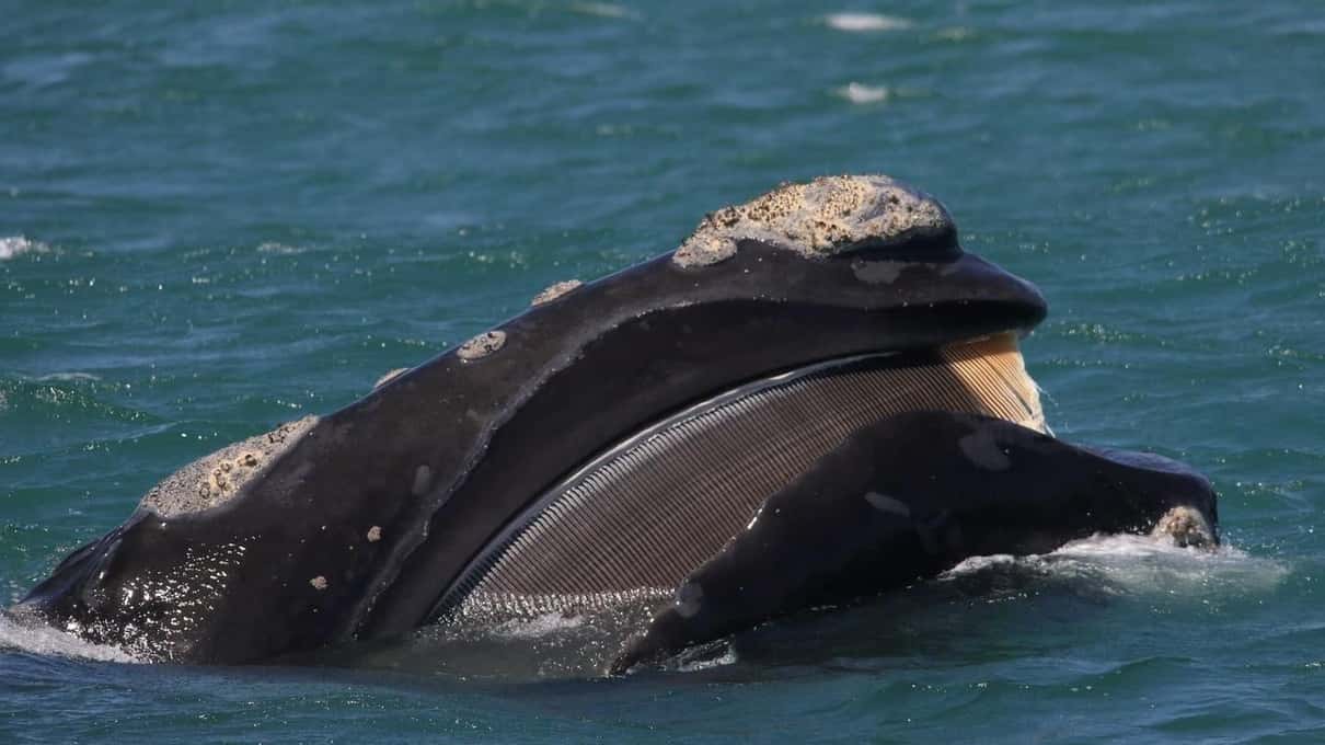 A whale rolling at the surface with a flipper clear of the water, seen from close to a boat