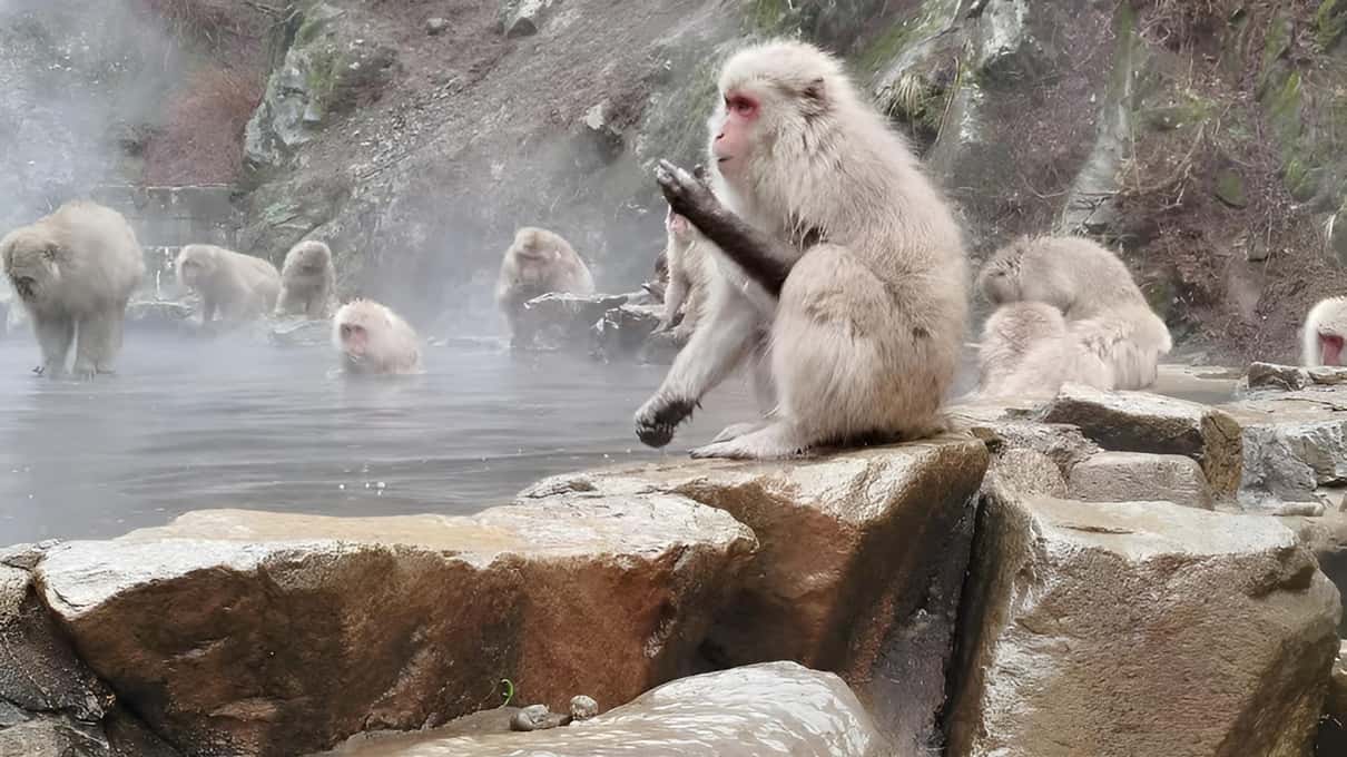 A macaque scratching its head on the rocks at the pool's edge while others soak in the steaming water behind