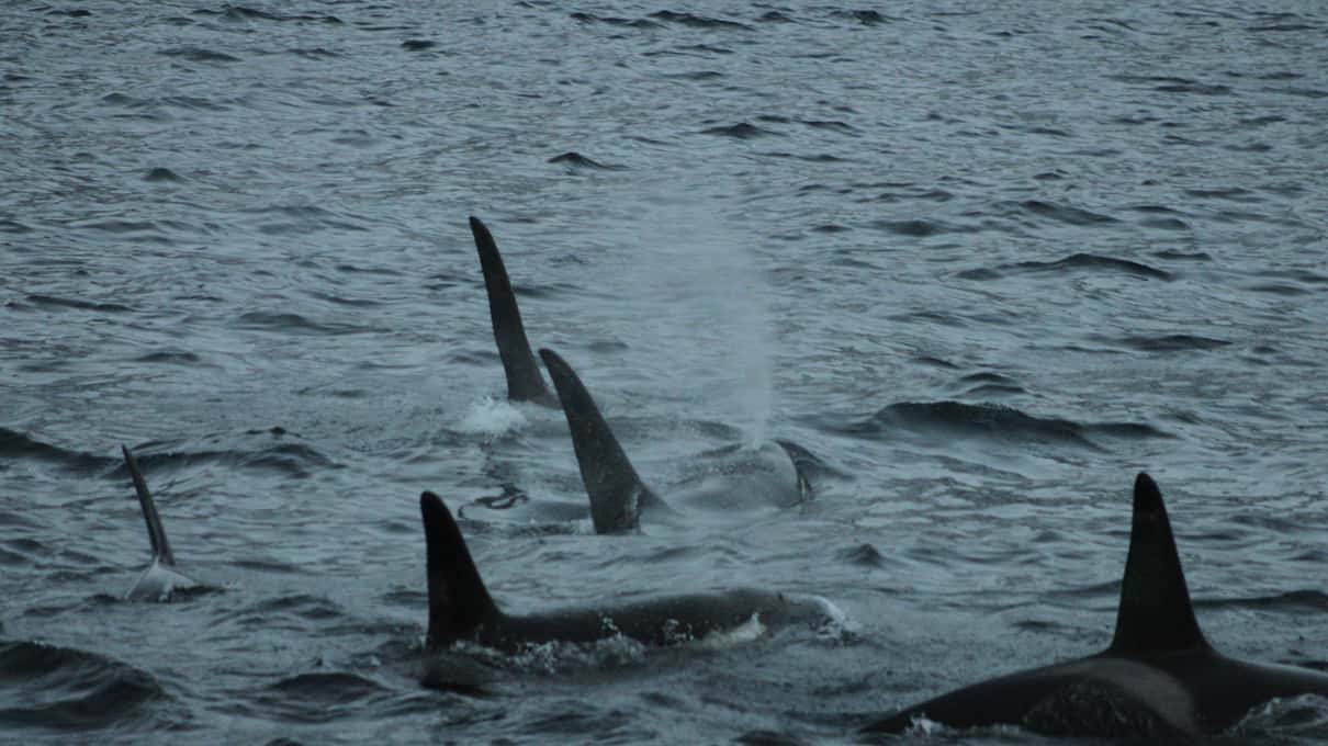 Three orca dorsal fins and a misty blow breaking the surface of a grey Arctic sea