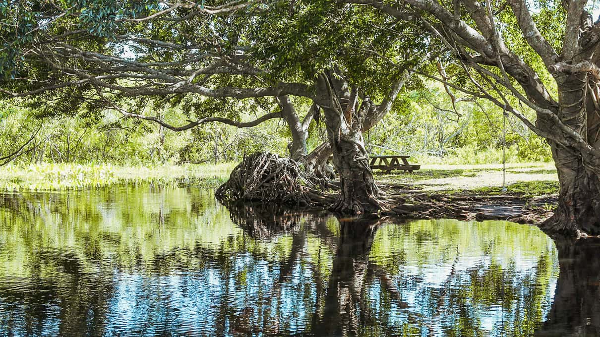Hammock trees with twisting branches reflected in still dark water near Gator Park on the Tamiami Trail