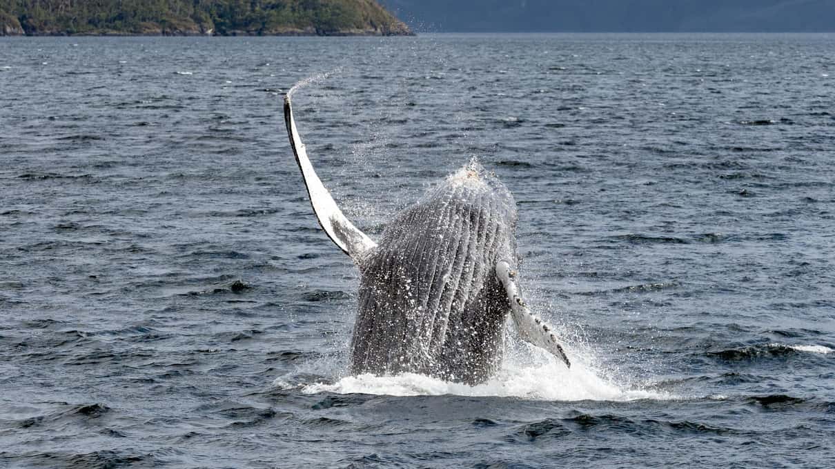 A humpback whale breaching beside the tour boat in the cold grey water of the Strait of Magellan