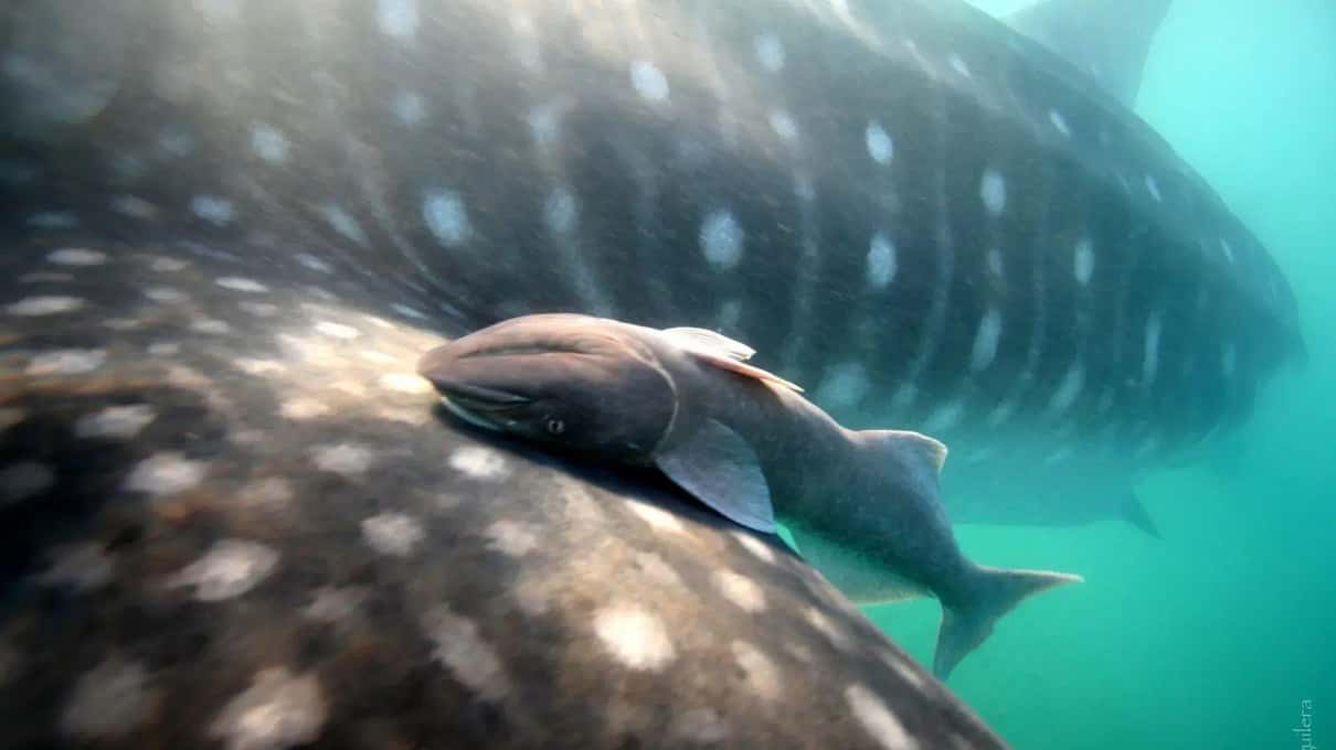 A remora riding on the spotted skin of a whale shark in the Bay of La Paz