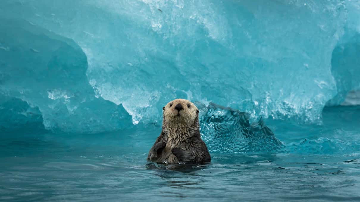 A sea otter floating upright in turquoise water in front of a blue iceberg