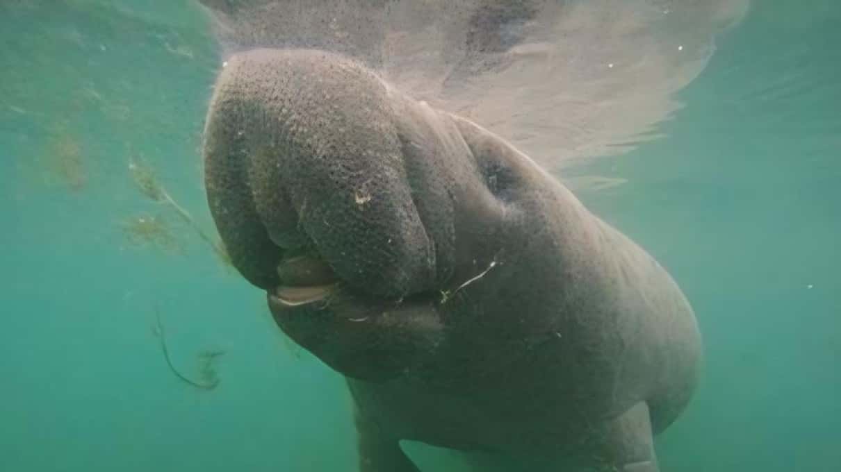 A manatee hanging just below the surface in green spring water near Crystal River