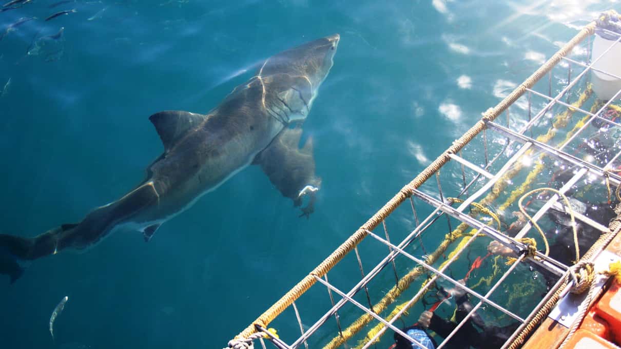 A large shark gliding past a floating steel cage of divers in clear turquoise water, seen from the deck above