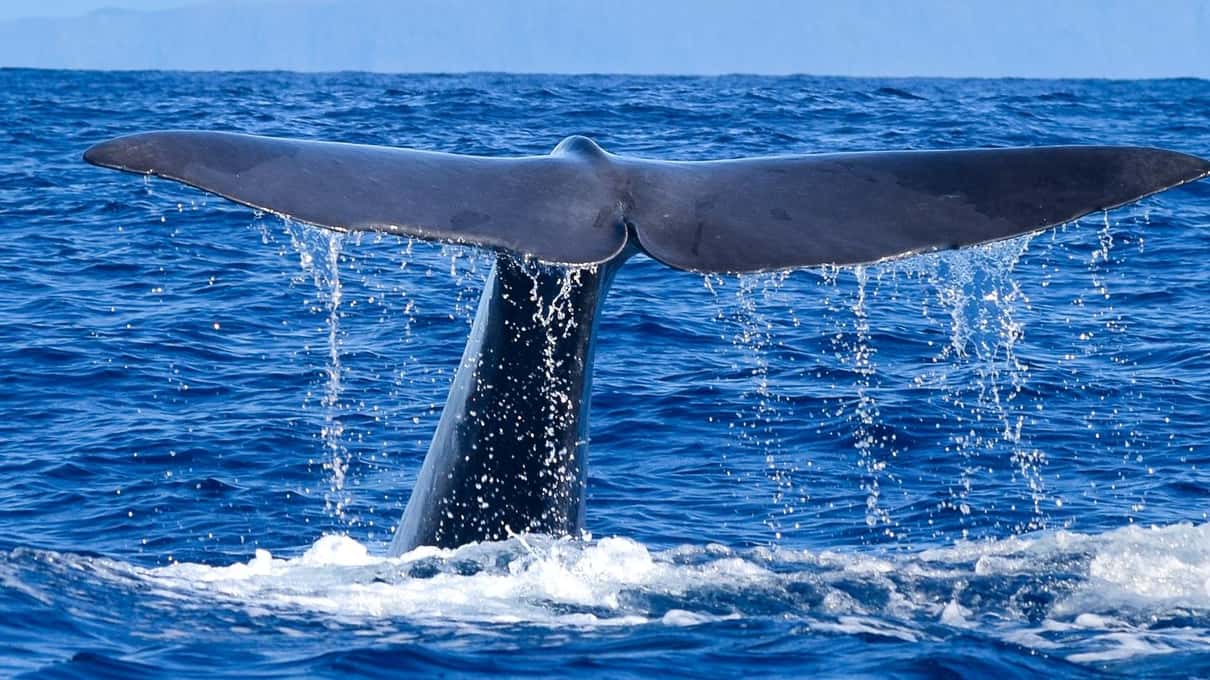 A sperm whale lifting its broad tail fluke out of the Atlantic, water streaming from its edges