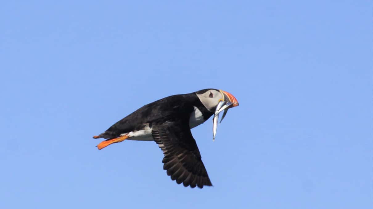 An Atlantic puffin in flight against a blue sky with a beakful of small silver fish