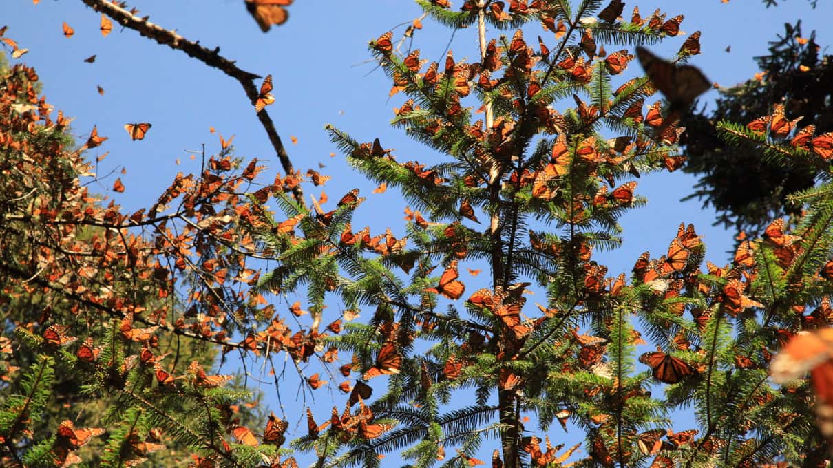 Fir branches heavy with clustered monarch butterflies against a clear blue mountain sky