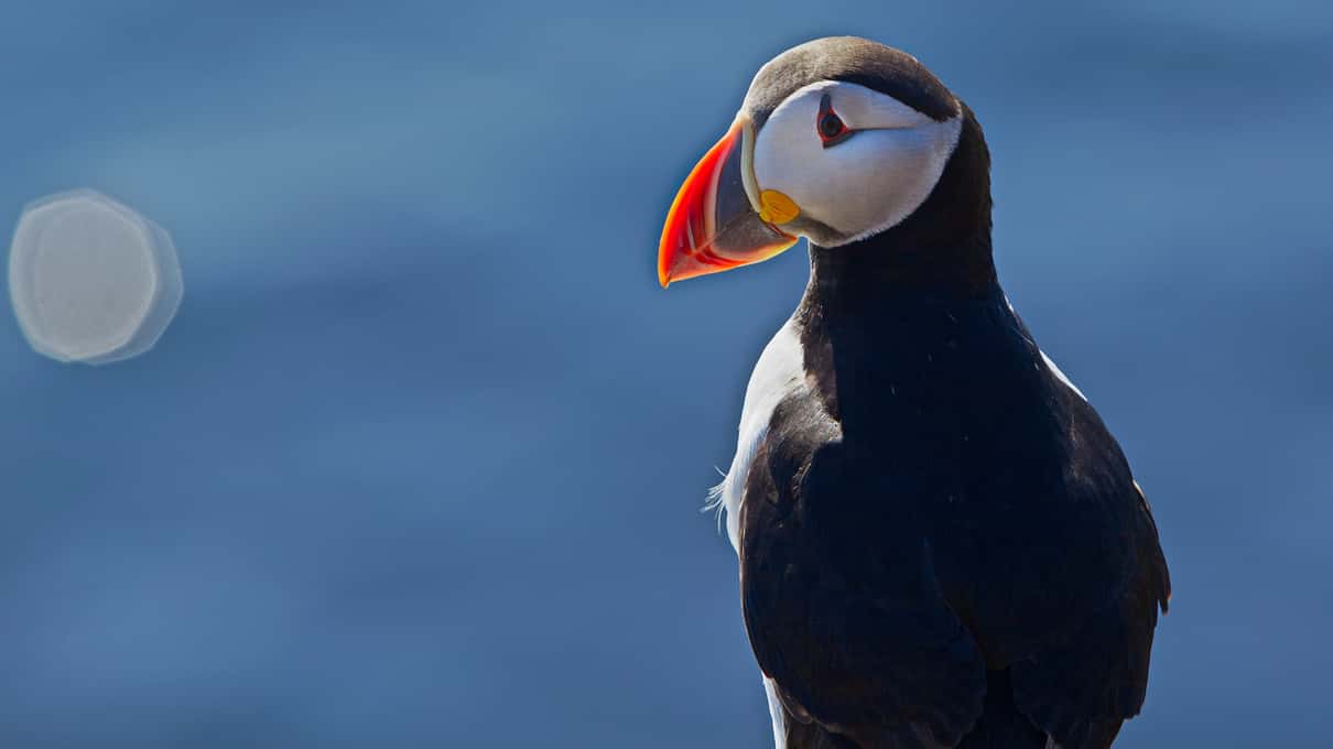 An Atlantic puffin perched on a wet rock with the open sea blurred behind it