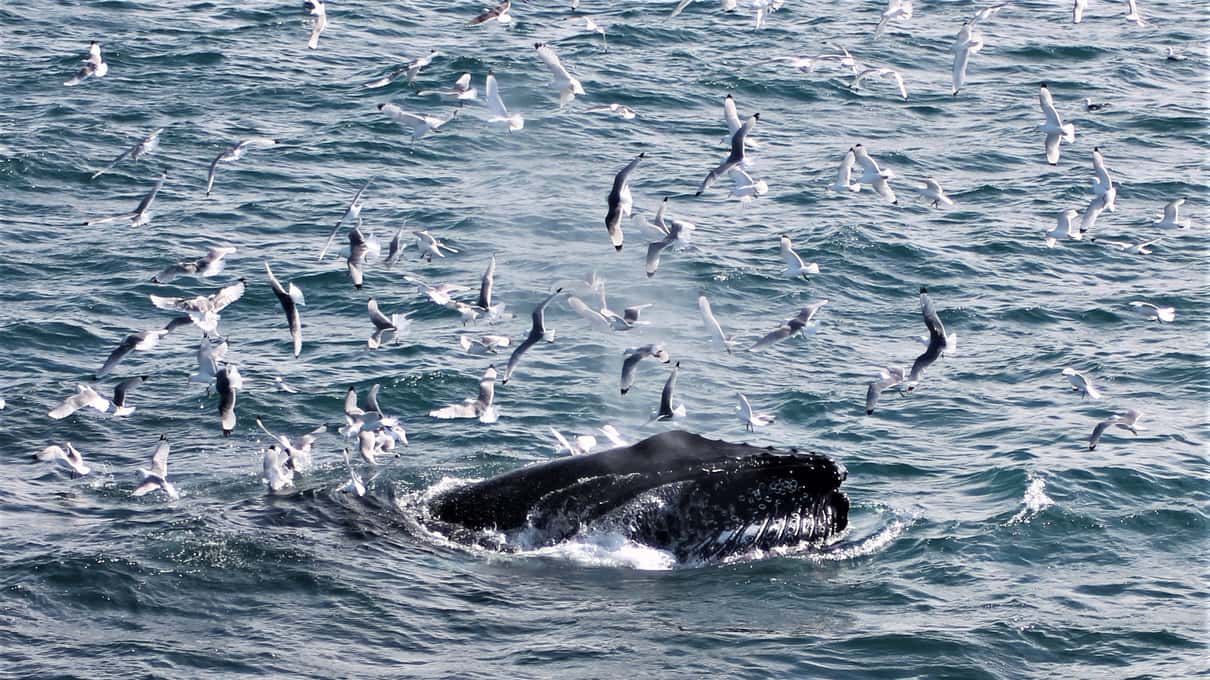 A whale surfacing among a large flock of gulls on the grey water of Faxaflói Bay