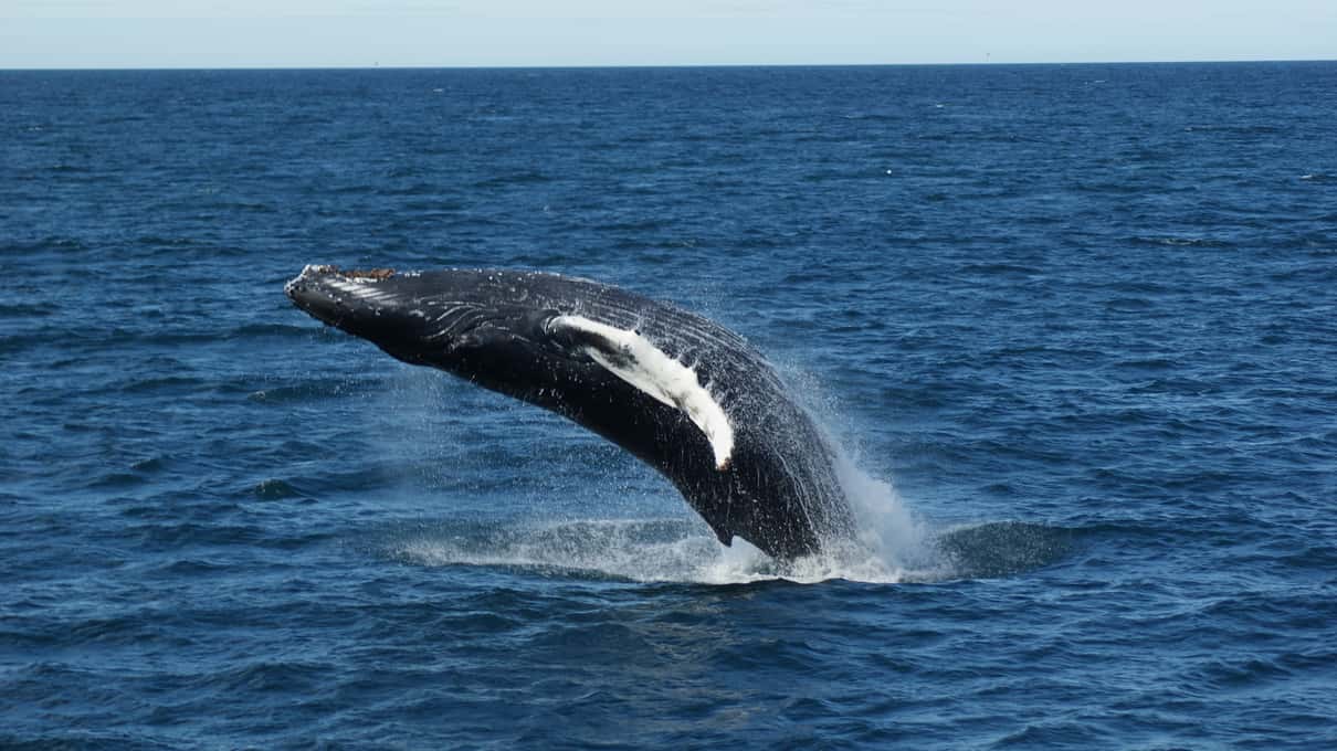 A humpback whale breaching out of deep blue water on Faxaflói Bay, white spray around it