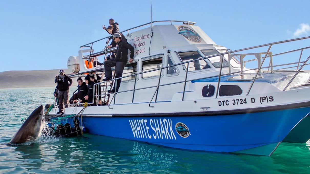 A whale surfacing close beside a blue and white tour boat while crew watch from the deck