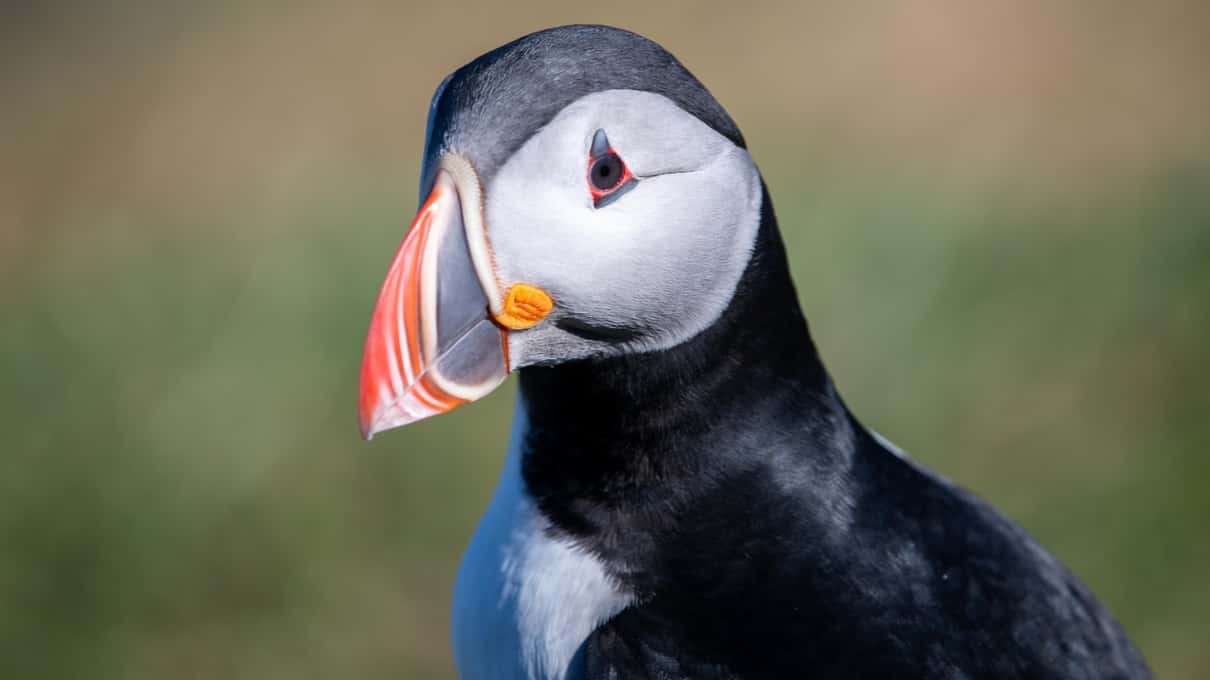 An Atlantic puffin with a colorful beak standing in the grass at Borgarfjörður eystri in East Iceland